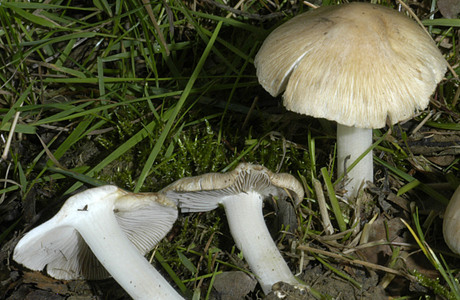Strohweißer Rißpilz (Inocybe fibrosoides ) - © Heinz Prelicz